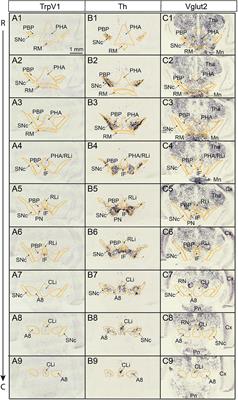 Midbrain Dopamine Neurons Defined by TrpV1 Modulate Psychomotor Behavior